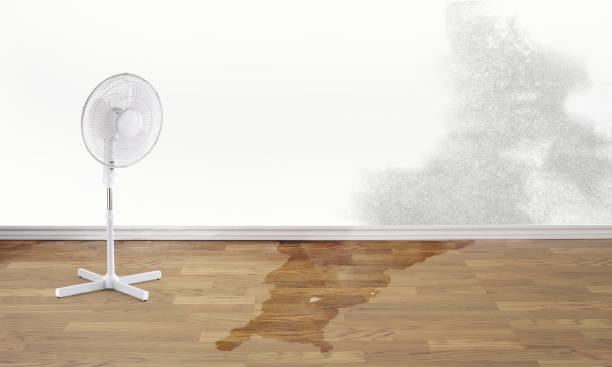 Best Basement water damage restoration  in New Mford, IL